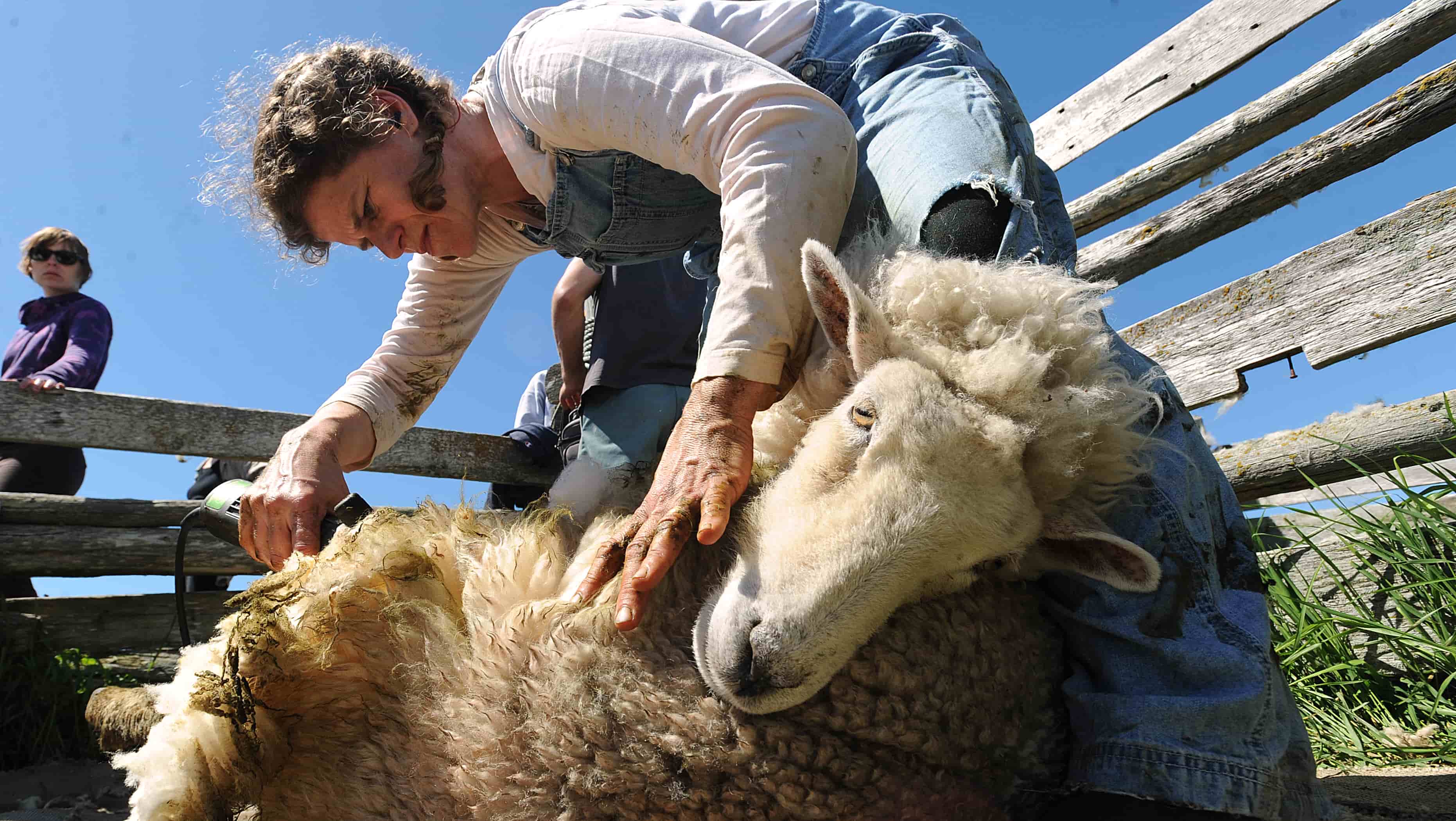 A Day In The Sheep Shearing Sheds In Australia What It S Really Like