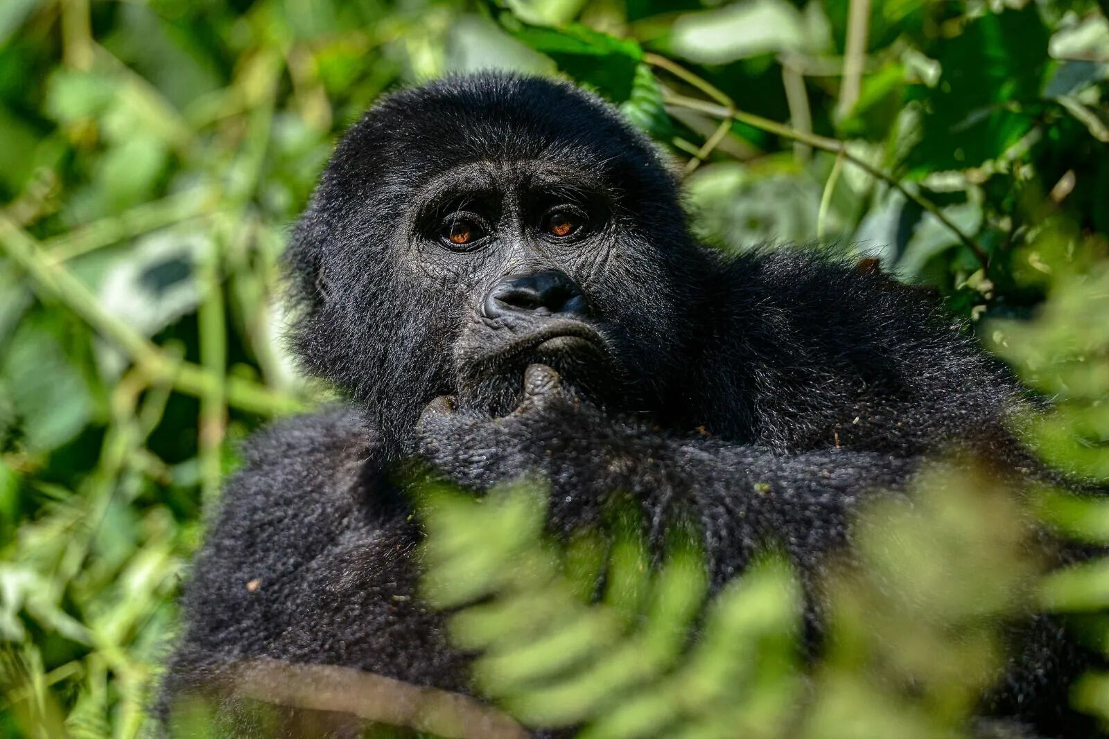 How Much Does It Cost To Go Gorilla Trekking In Uganda Touristsecrets