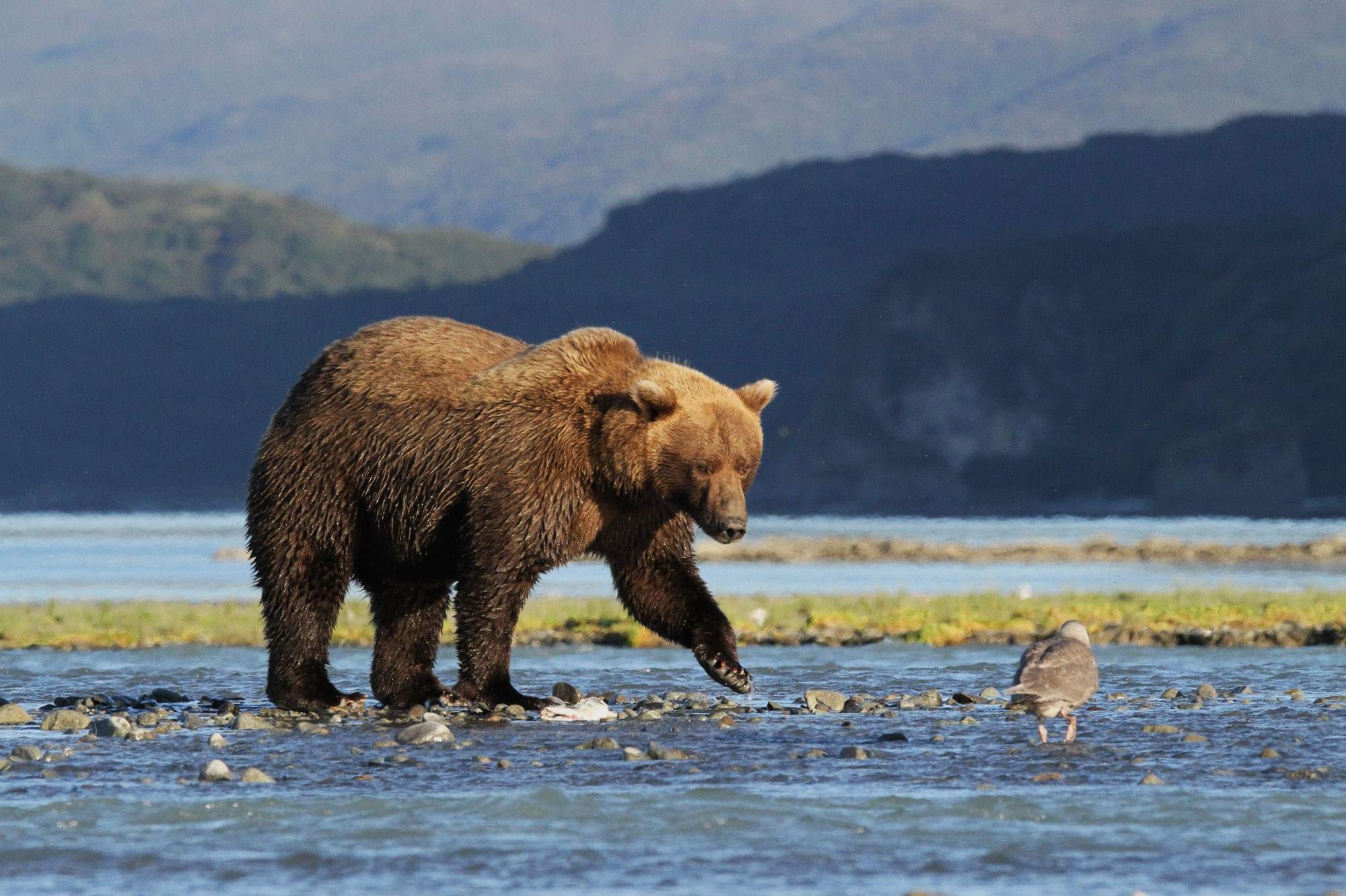 Mysteries Of Alaska S Katmai Coast Touristsecrets