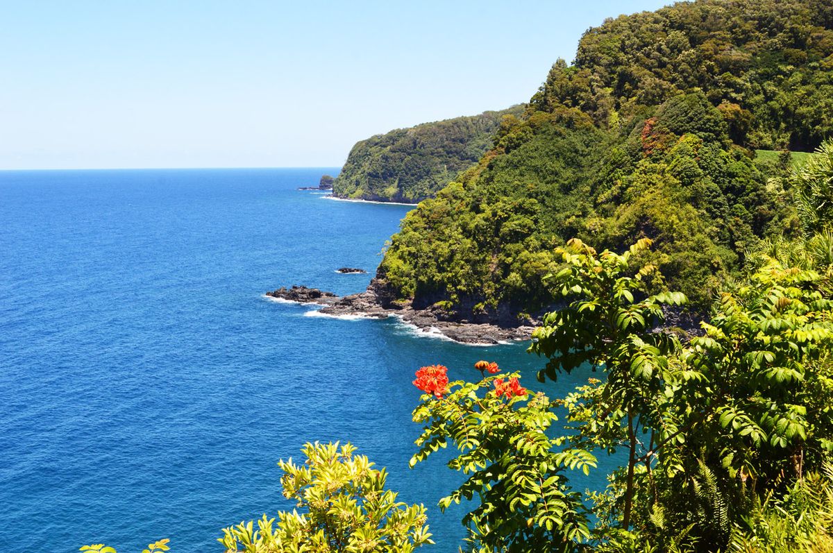 Mysteries Within Hawaii S Bamboo Forest Touristsecrets