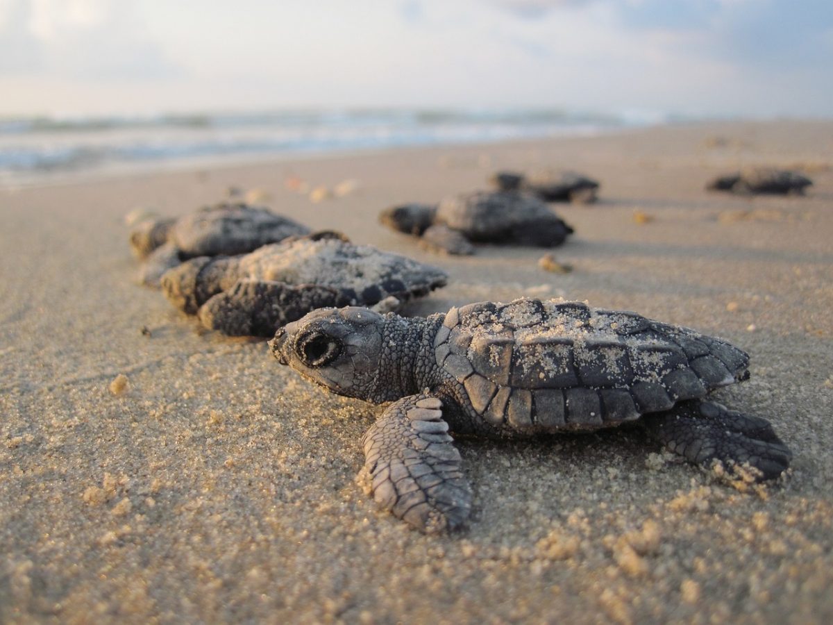 sea turtles cancun mexico