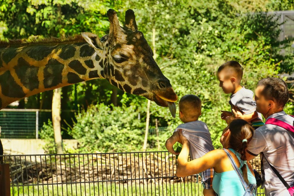 Everything You Need To Know About San Antonio Zoo | TouristSecrets