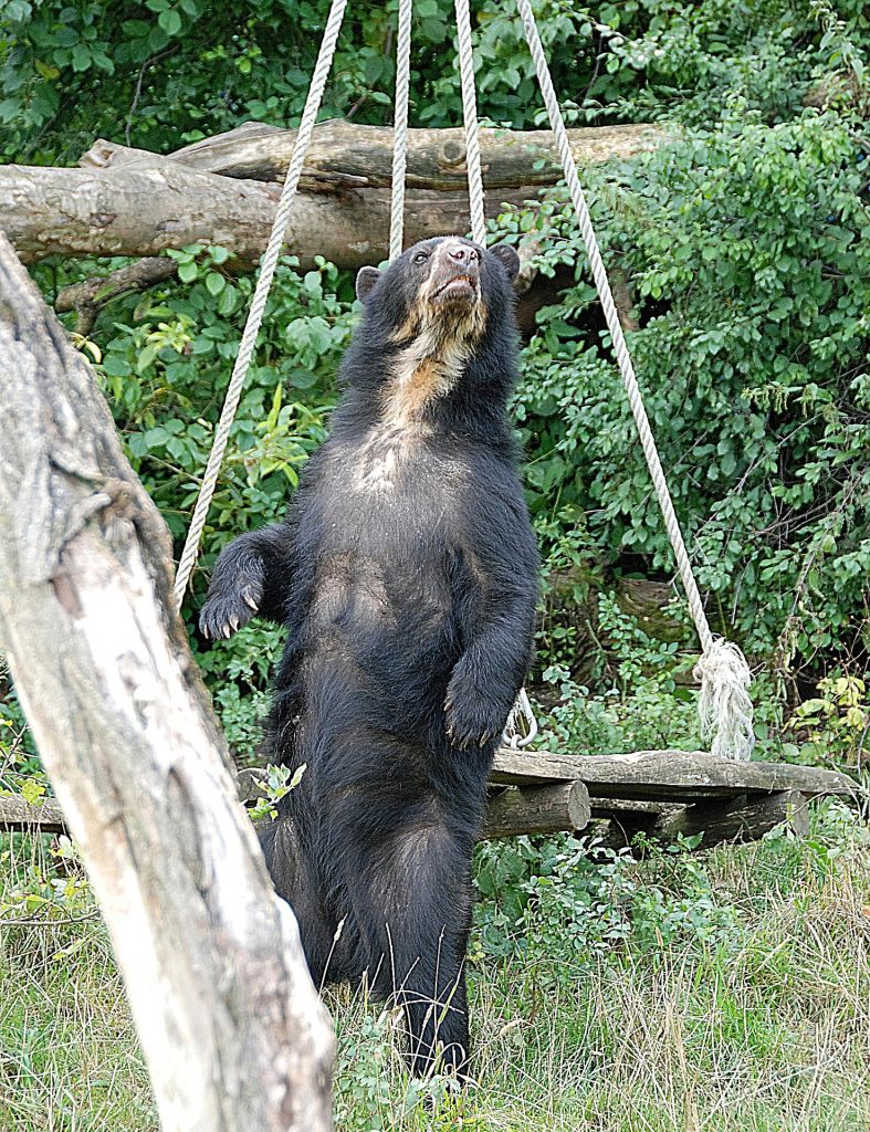 TouristSecrets | Everything You Need To Know About San Antonio Zoo