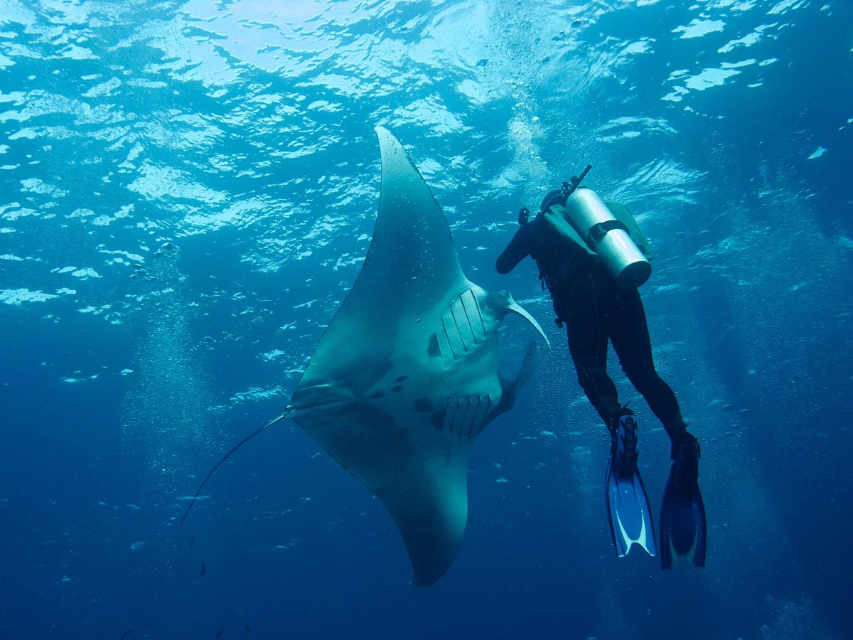 endless ocean manta ray