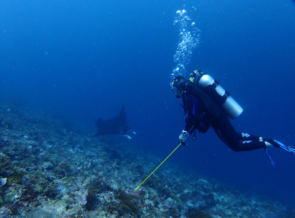 Best Places To Dive With The Manta Rays | TouristSecrets