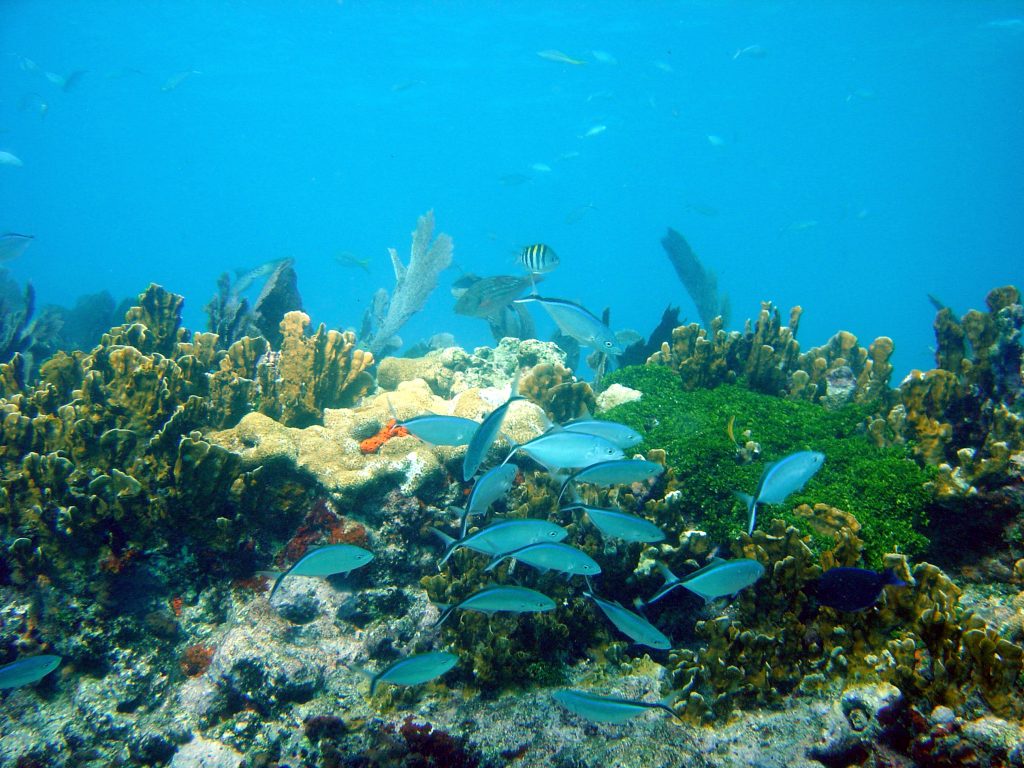 5 Must-Visit Snorkeling Spots In Miami | TouristSecrets