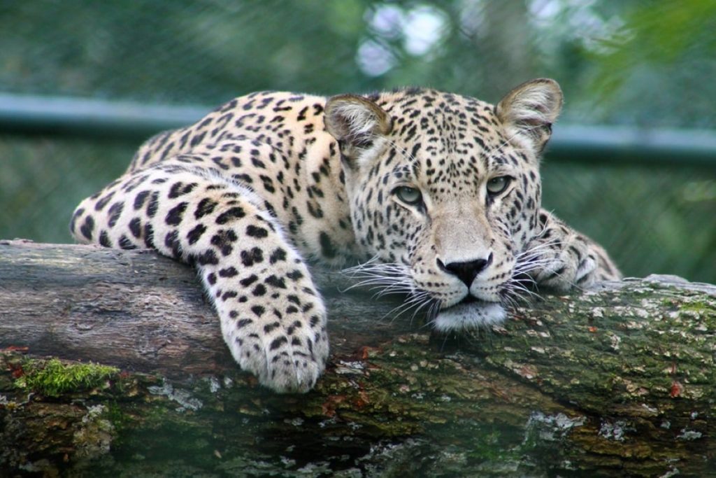 10 Best Zoos In America You Must Visit At Least Once TouristSecrets