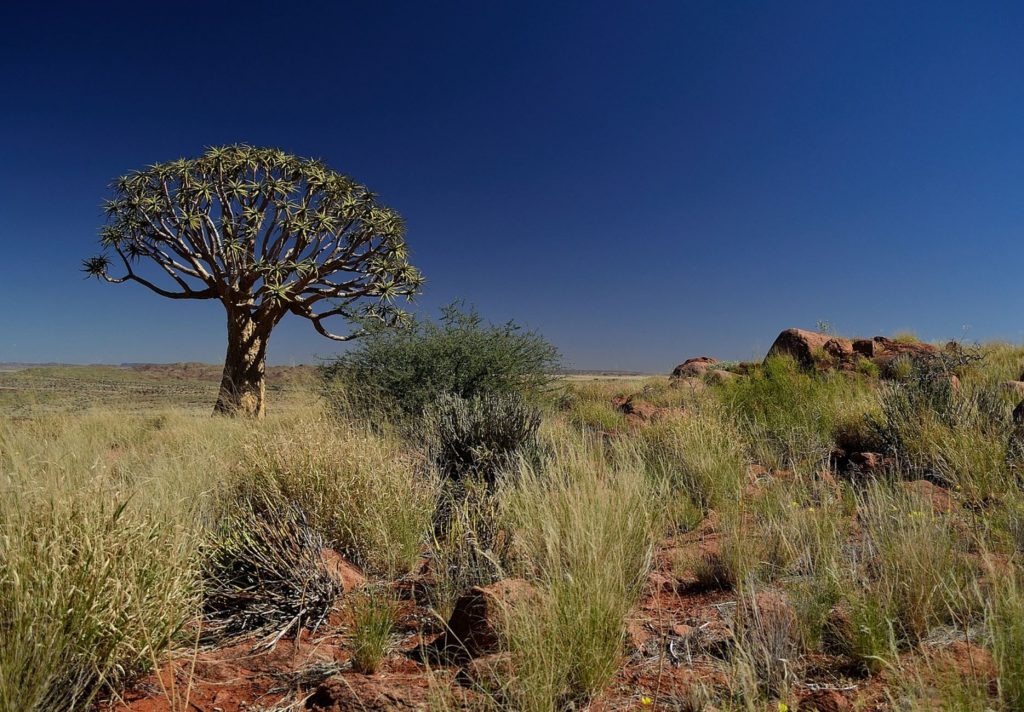 Ultimate Guide To The Lonely Kalahari Desert, South Africa