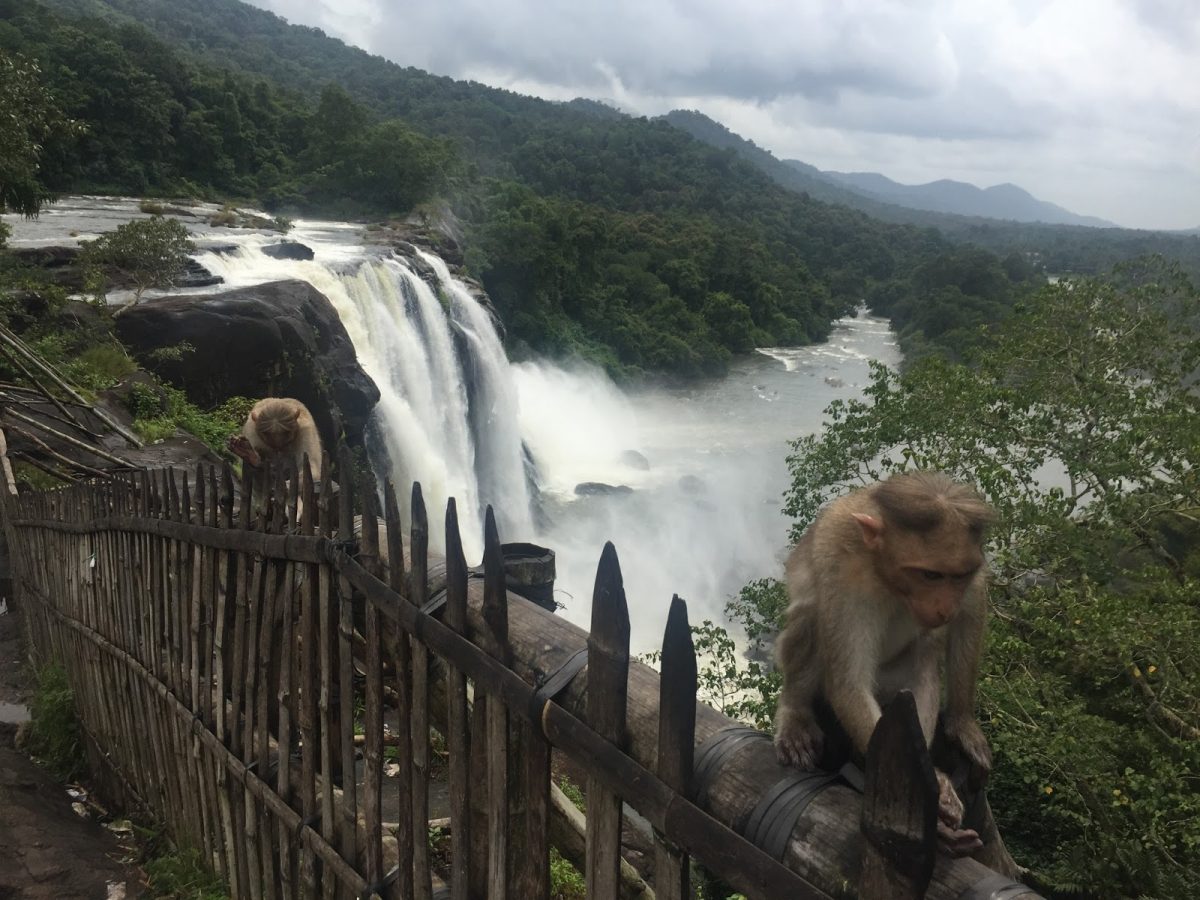 Athirapally Waterfalls Animals