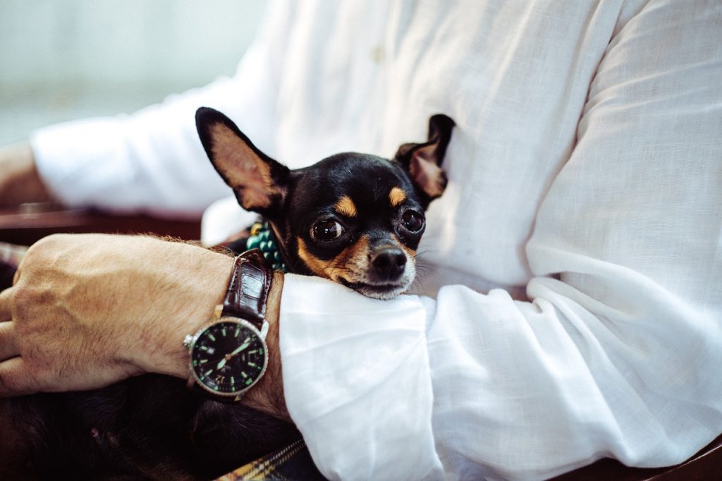 5 Best Airlines To Travel & Fly With Pets | TouristSecrets