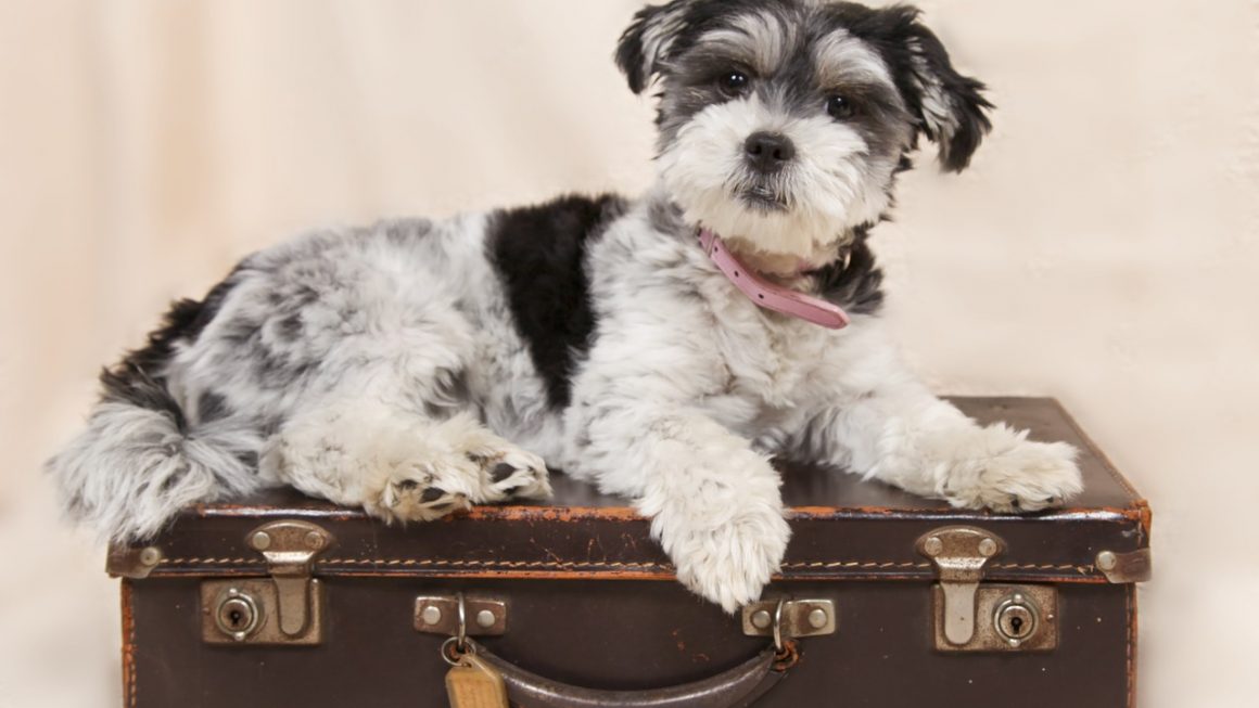 5 Best Airlines To Travel Fly With Pets Touristsecrets