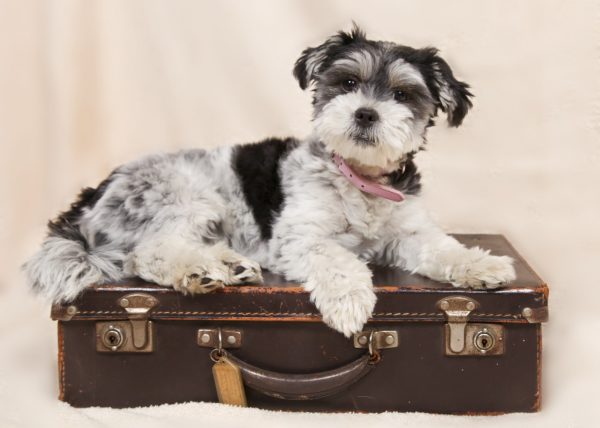 5 Best Airlines To Travel & Fly With Pets | TouristSecrets