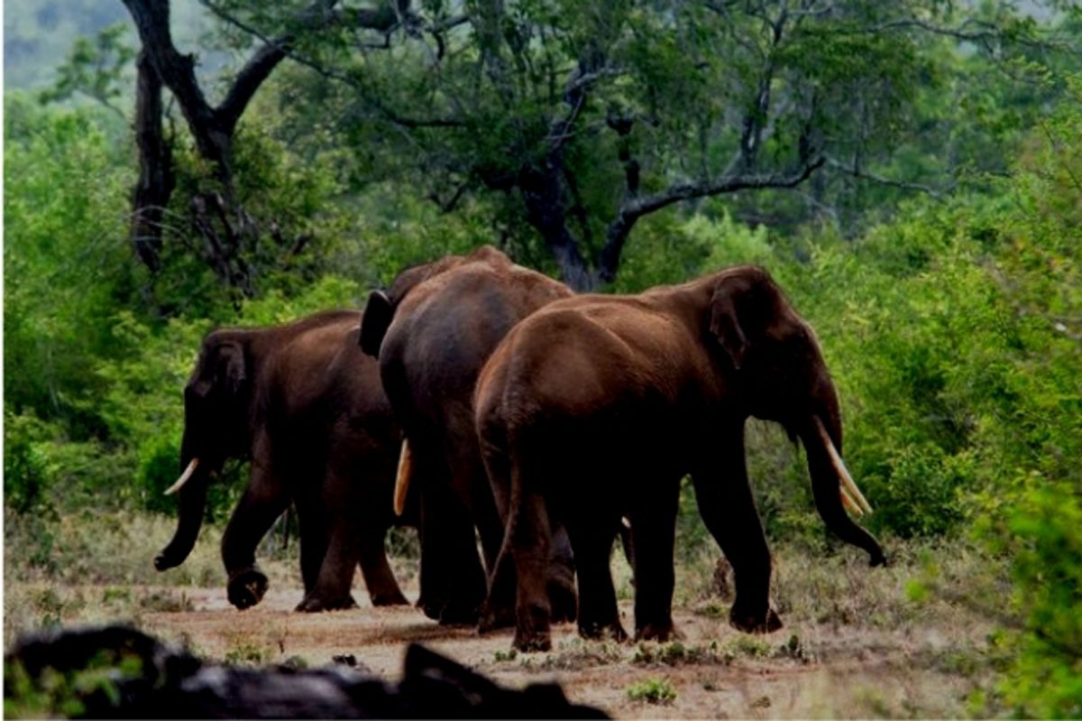 Elephants near Athirapally Waterfalls