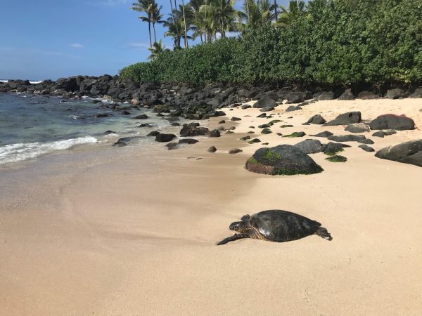 Oahu Snorkeling - The 5 Best Spots You Should Never Miss | TouristSecrets