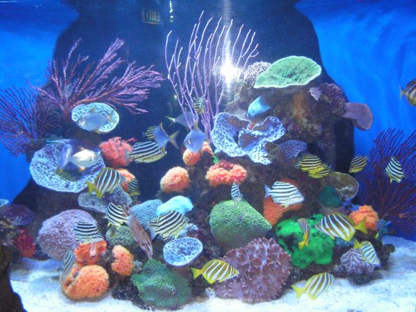 Top 10 Spectacular Must-Visit Aquariums in the World | TouristSecrets