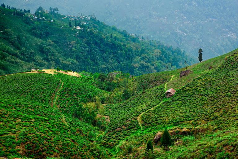 Darjeeling, India: Everything To Know Before You Go | TouristSecrets