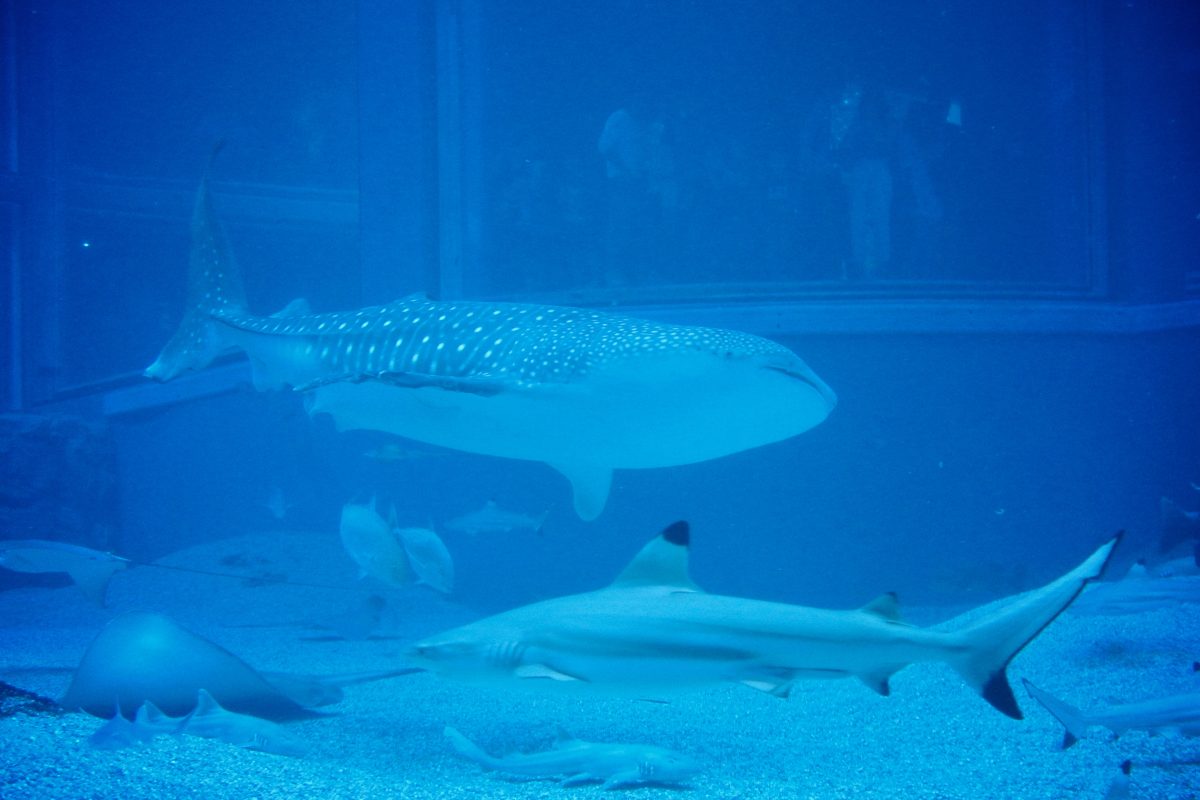 Top 10 Spectacular Must-Visit Aquariums in the World | TouristSecrets