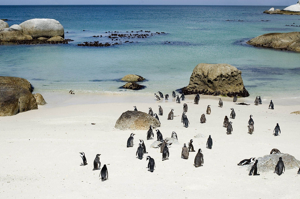 penguins walk around the shore of Boulders Beach
