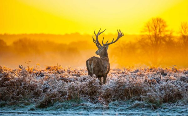 Hoge Veluwe National Park – All You Need To Know | TouristSecrets