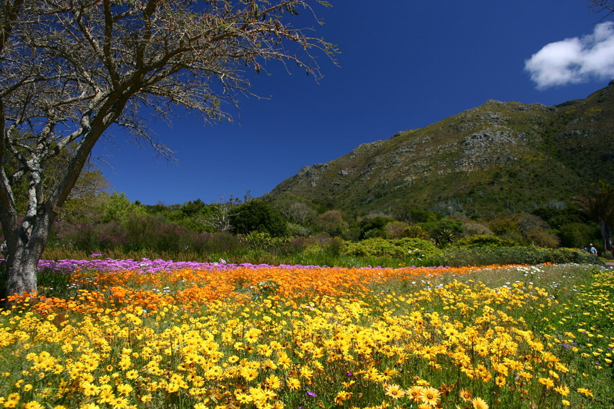 colorful flowers in full bloom at the Kirstenbosch National Botanical Garden, Johannesburg