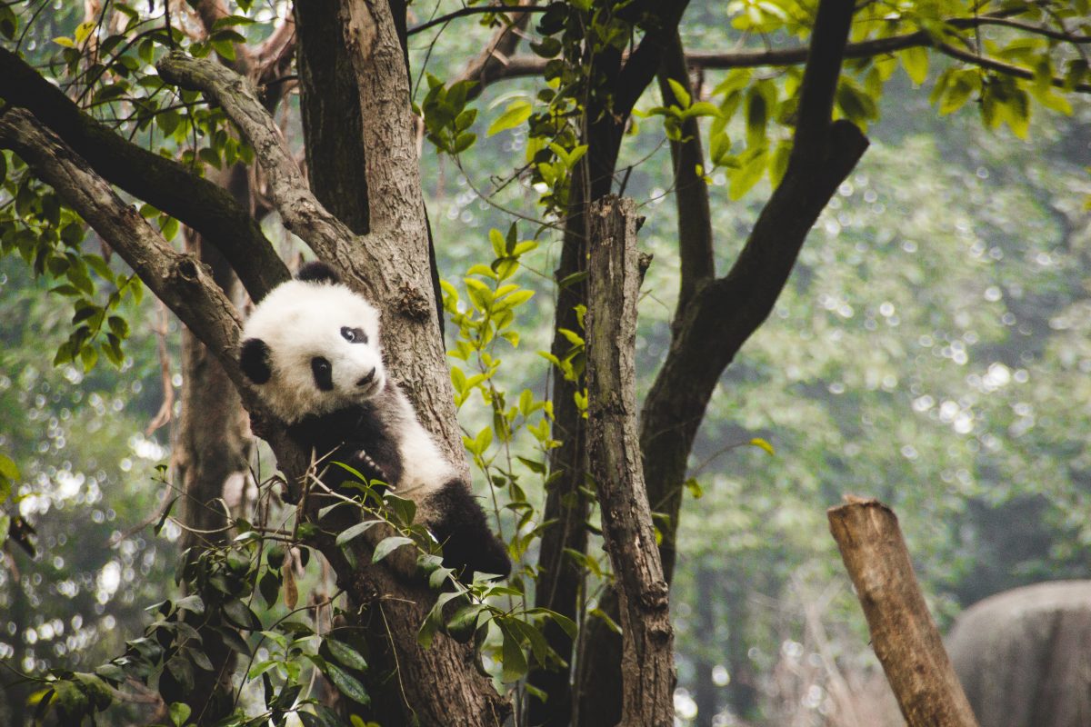 chengdu, china