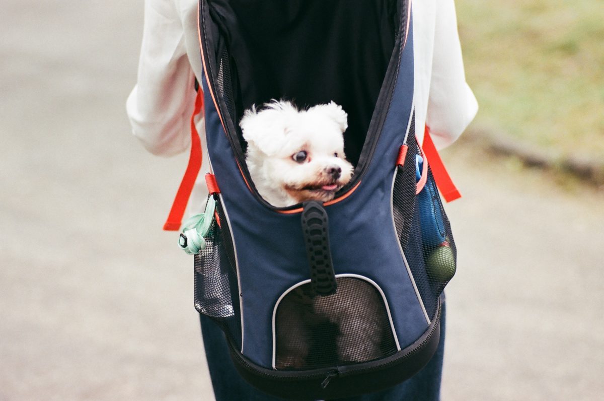 puppy carrier for hiking