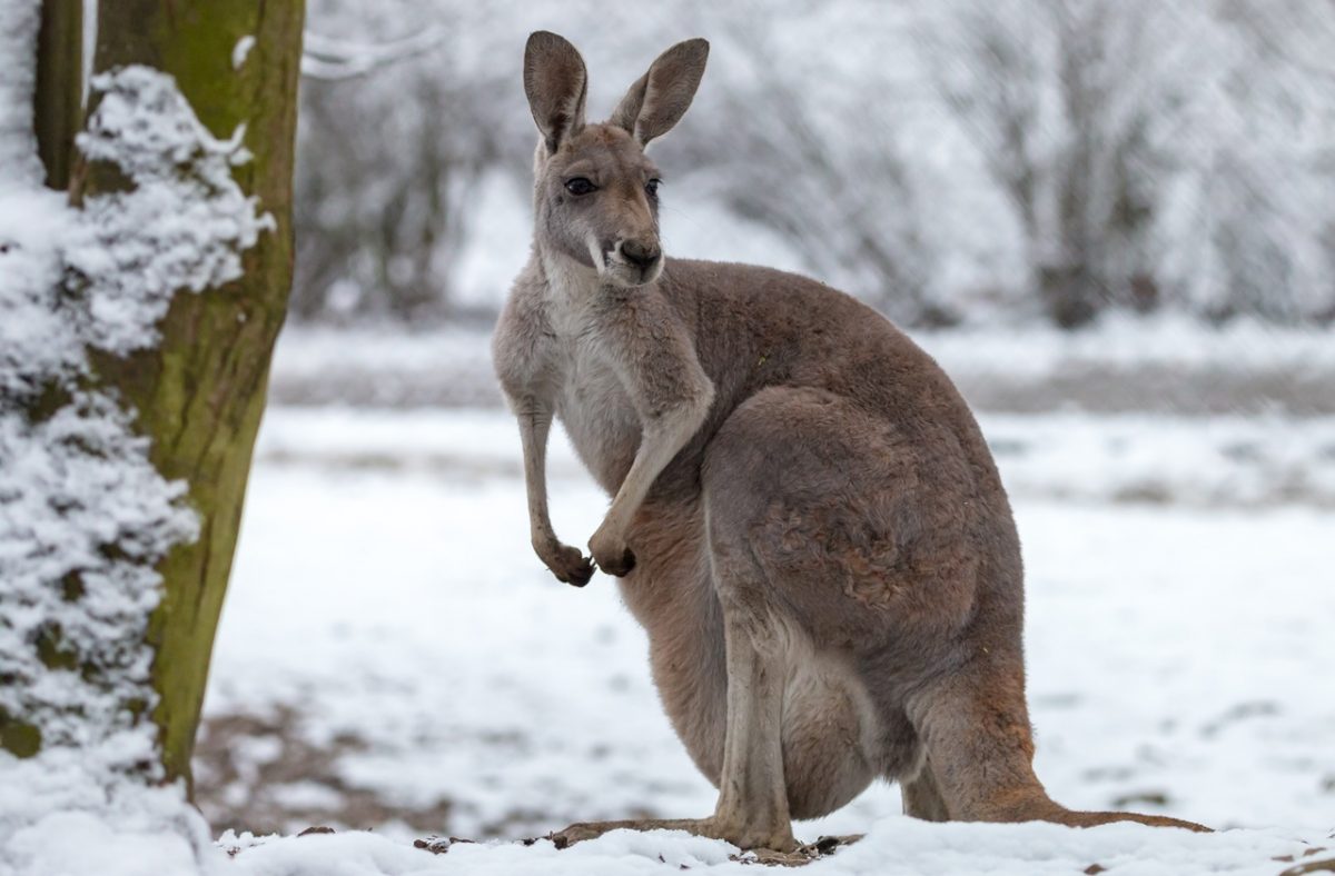Does it Snow in Australia During The Winter Season? TouristSecrets