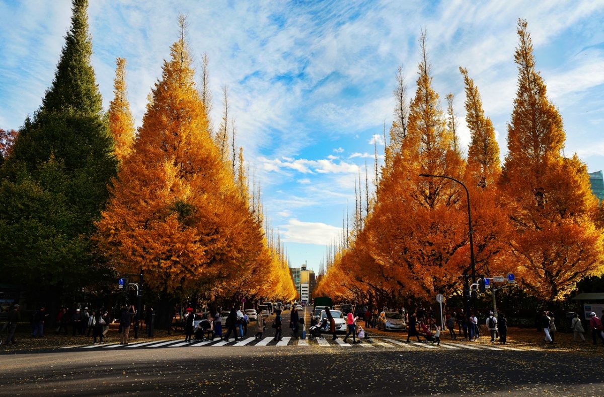 Best Time to Visit Tokyo: A Season by Season Guide | TouristSecrets