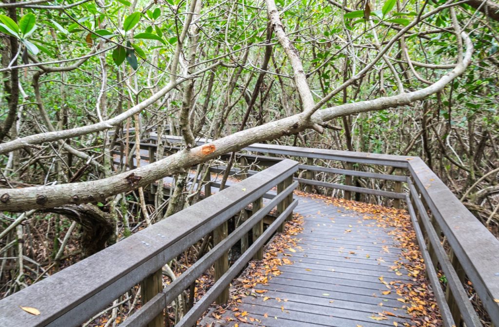 Pathway across a mangrove forest in Everglades National Park