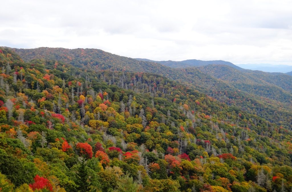 Red, yellow, and golden-hued trees dotting the forests at Great Smoky Mountains National Park