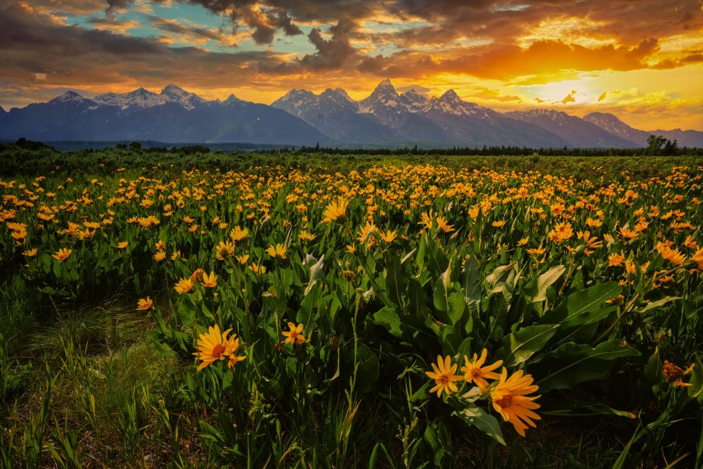 Yellow wildflowers in bloom with the Grand Teton in the background during sunset at Grand Teton National Park, Wyoming.