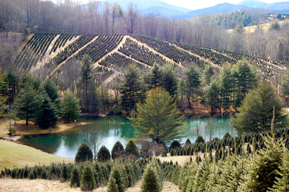 20 Best Christmas Tree Farm Near Me in the USA TouristSecrets