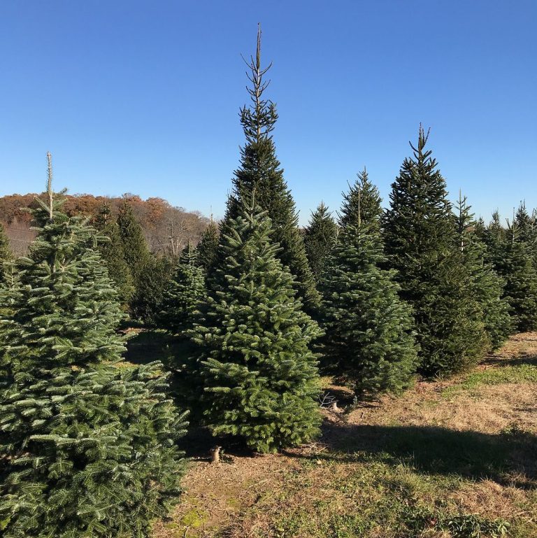 20 Best Christmas Tree Farm Near Me in the USA TouristSecrets