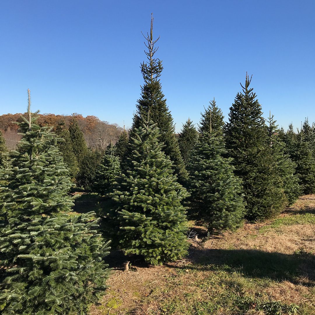 20 Best Christmas Tree Farm Near Me In The USA TouristSecrets