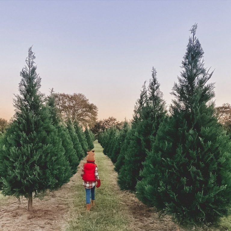 20 Best Christmas Tree Farm Near Me in the USA | TouristSecrets
