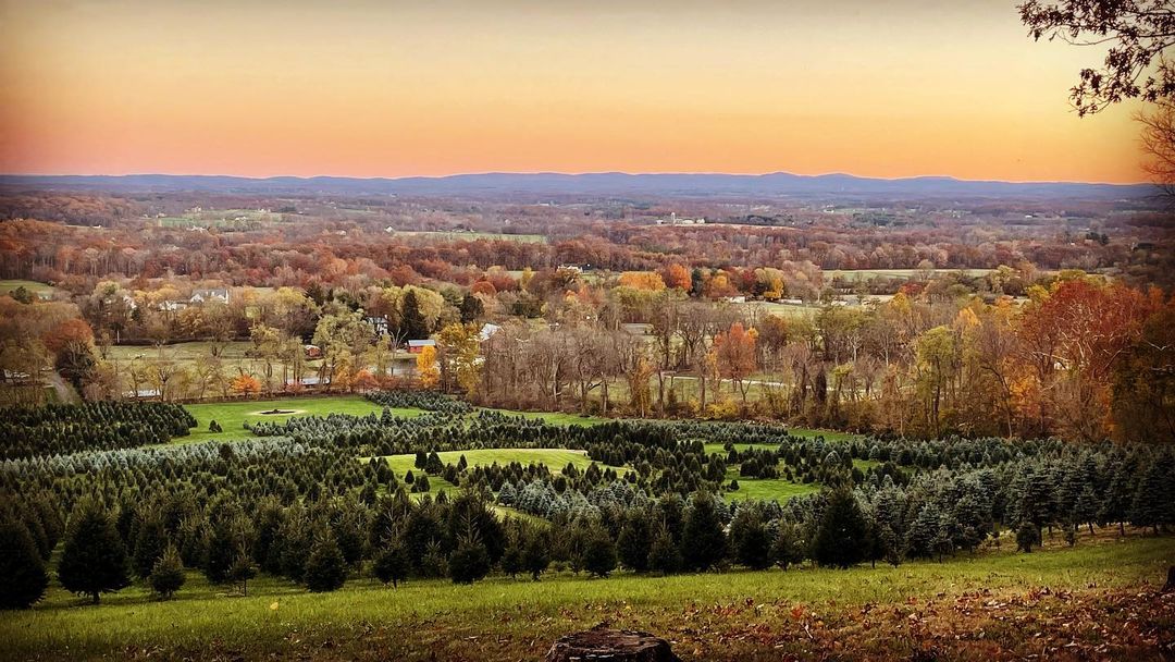 Christmas Tree Farm Near Me 