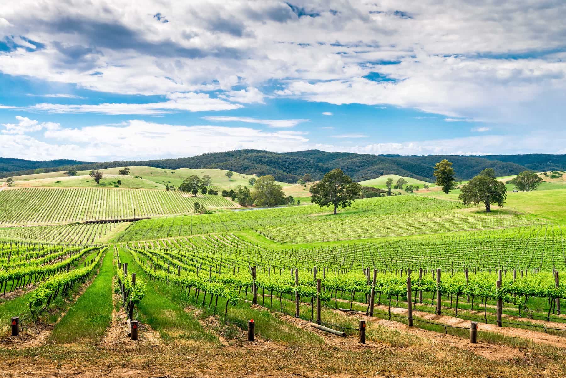 Australia Travel: 5 Things To Do In The Barossa Valley Besides Drink ...