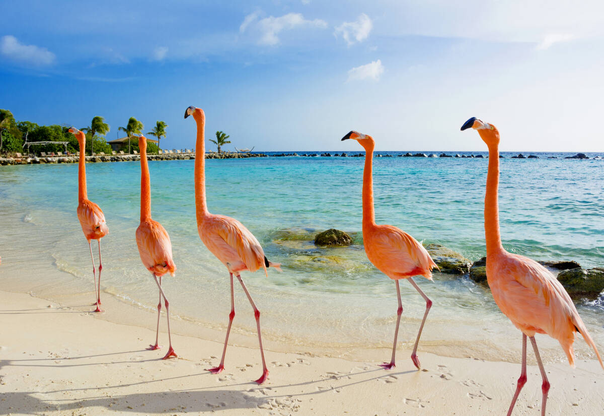 Beyond The Beach Travelers Guide To Aruba Touristsecrets