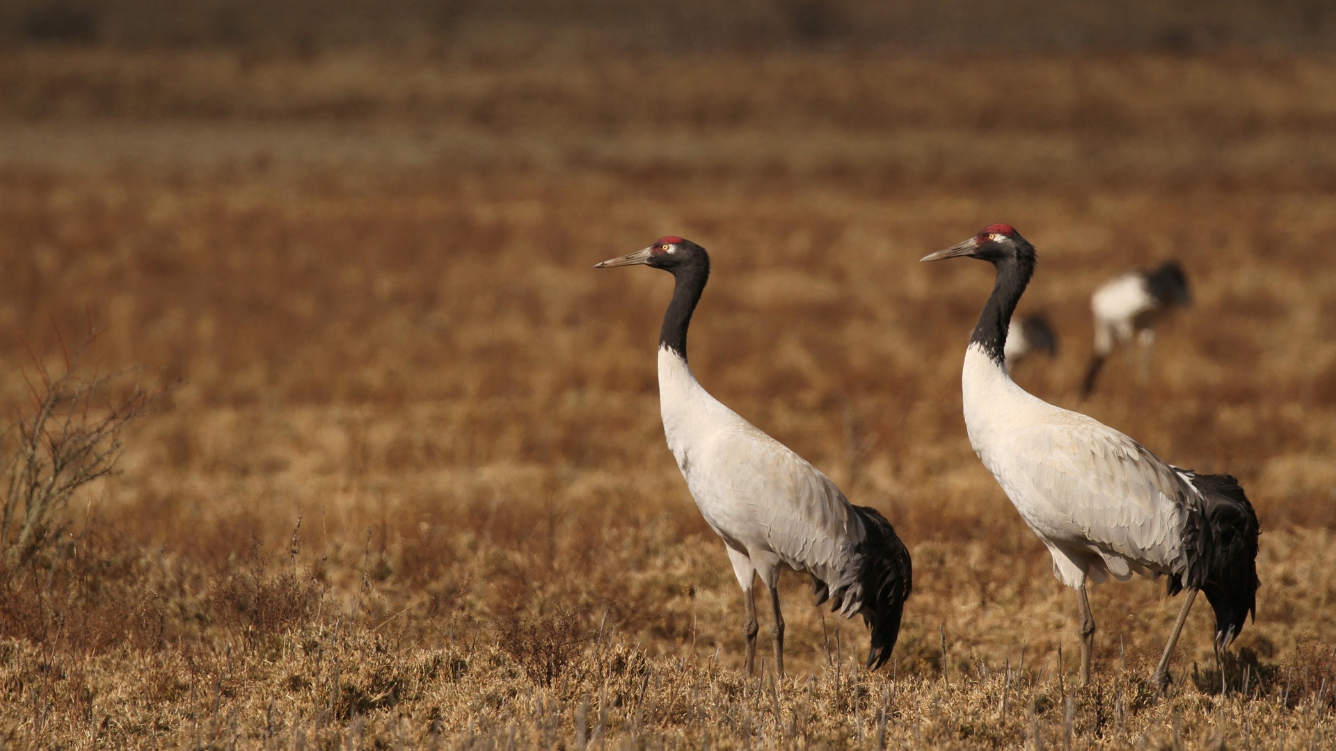 Bhutan's Phobjikha Valley - Rare Black-necked Crane | TouristSecrets