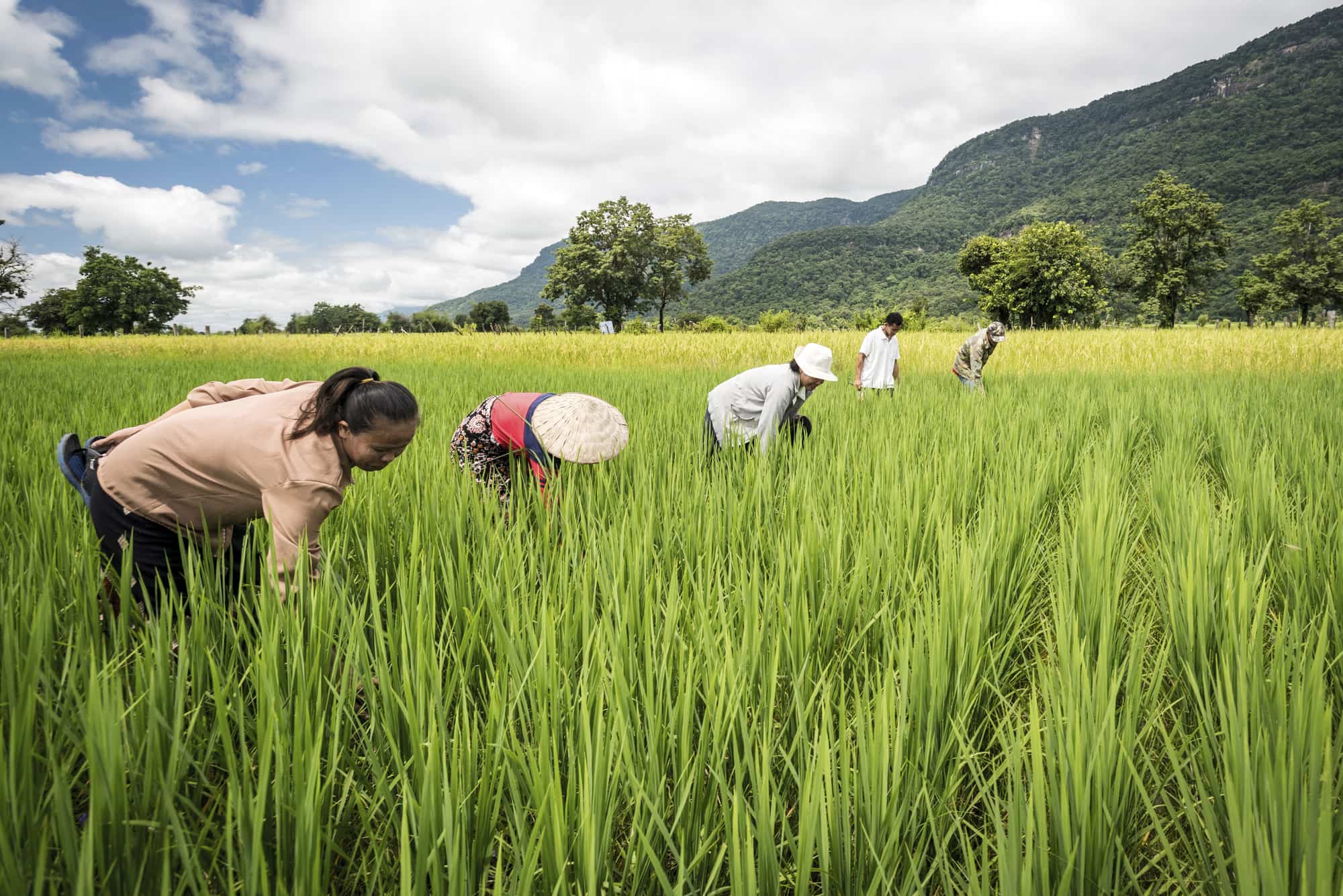 Cycling Through India - Plains, Plantations, Organic Farms | TouristSecrets