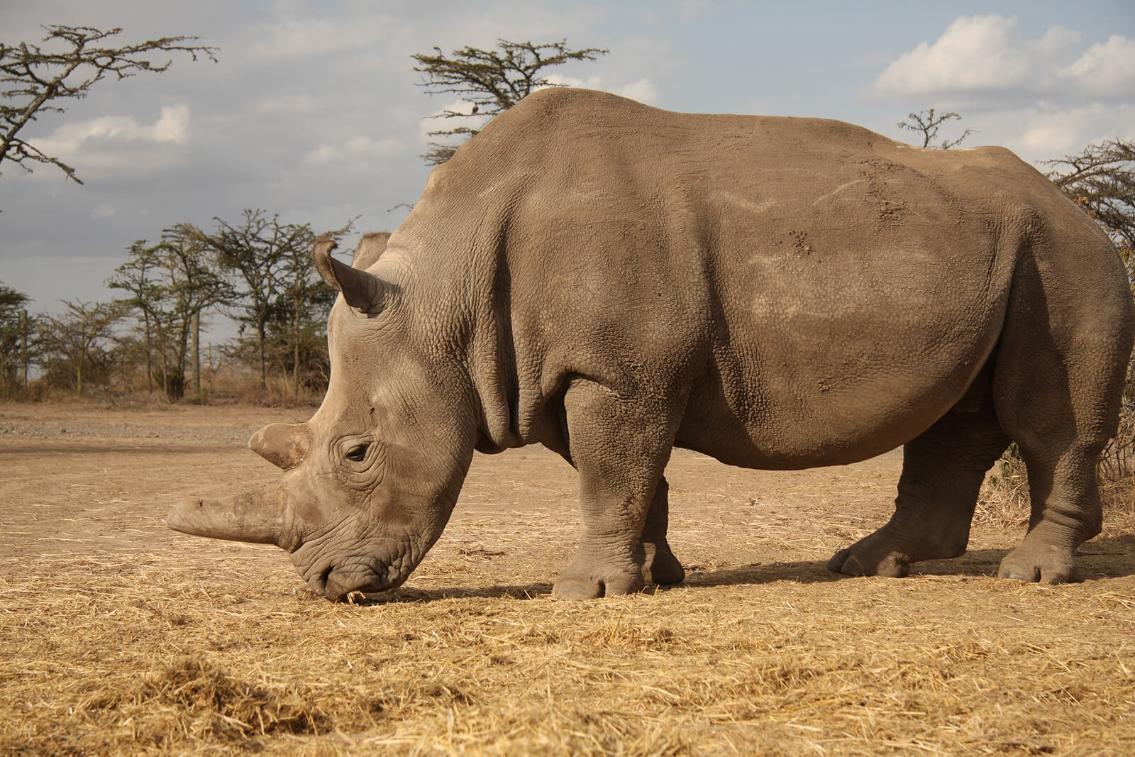 Why Are Rhinos Going Extinct? Here’s Why, and What You Can Do to Help