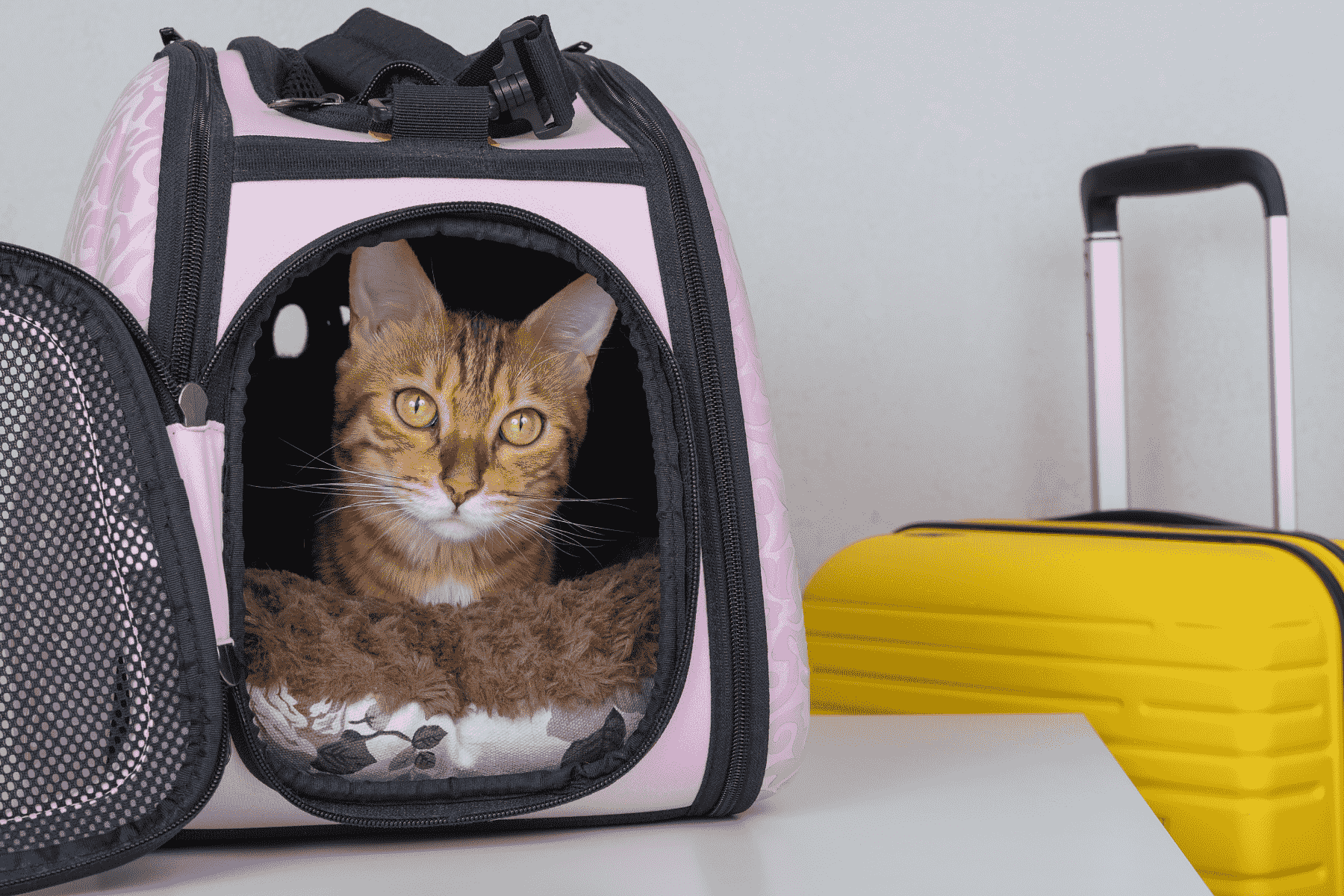 Pet Carrier with Wheels, LOOBANI Expandable Pet Carrier Airline