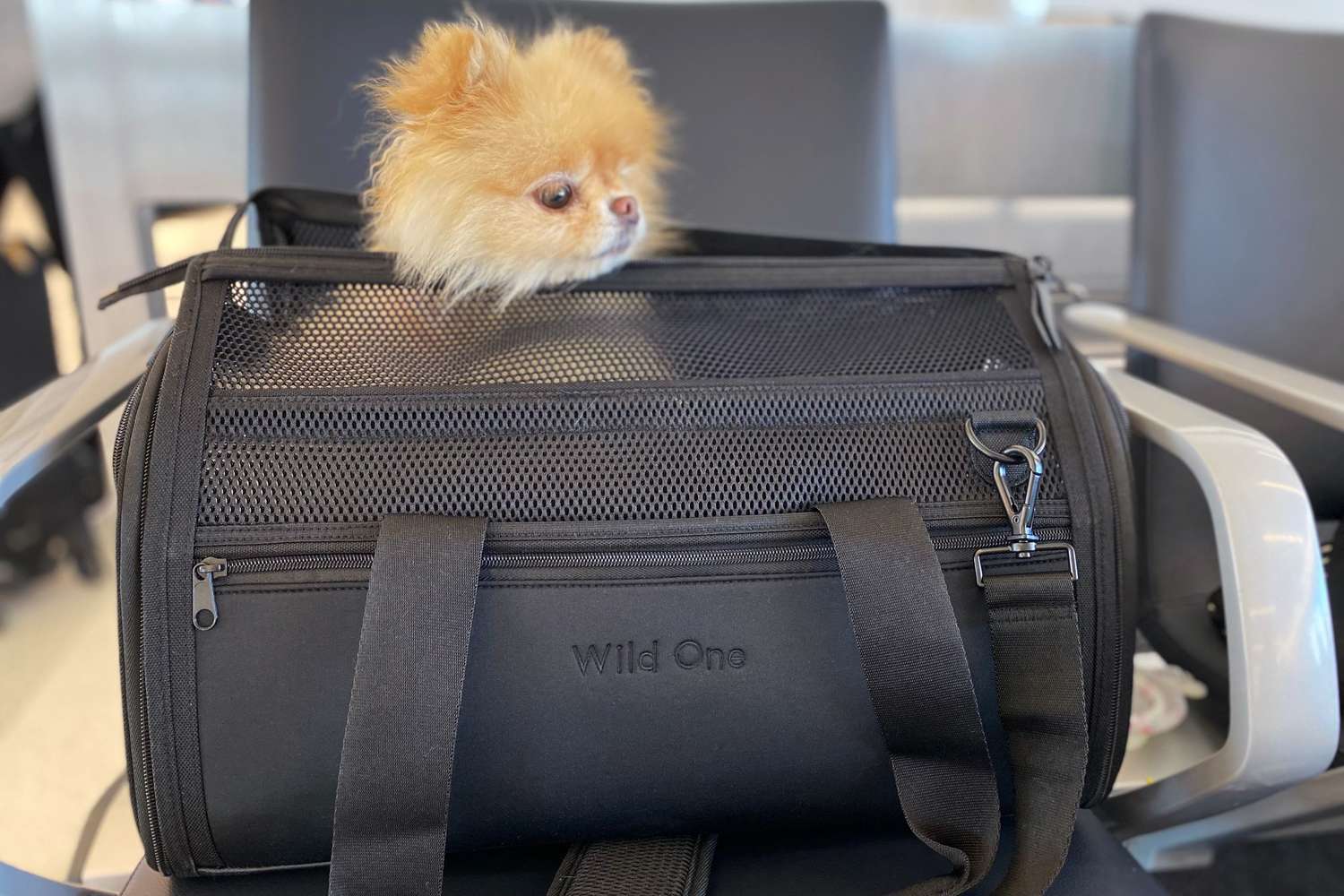 https://www.touristsecrets.com/wp-content/uploads/2023/09/15-best-airplane-pet-carrier-for-2023-1695821152.jpeg