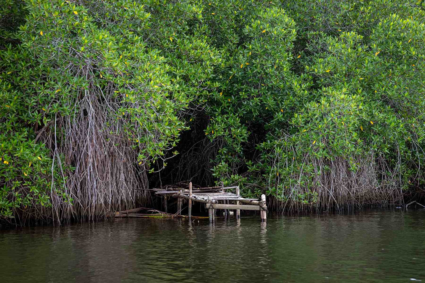 Bentota river safari in Sri Lanka | TouristSecrets