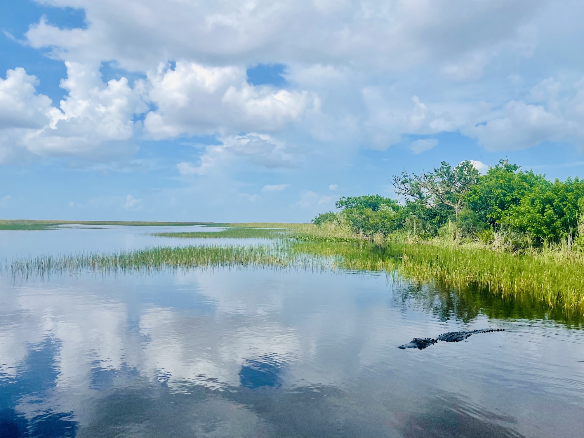 Finding Alligators In Sawgrass Recreation Park, Florida | TouristSecrets