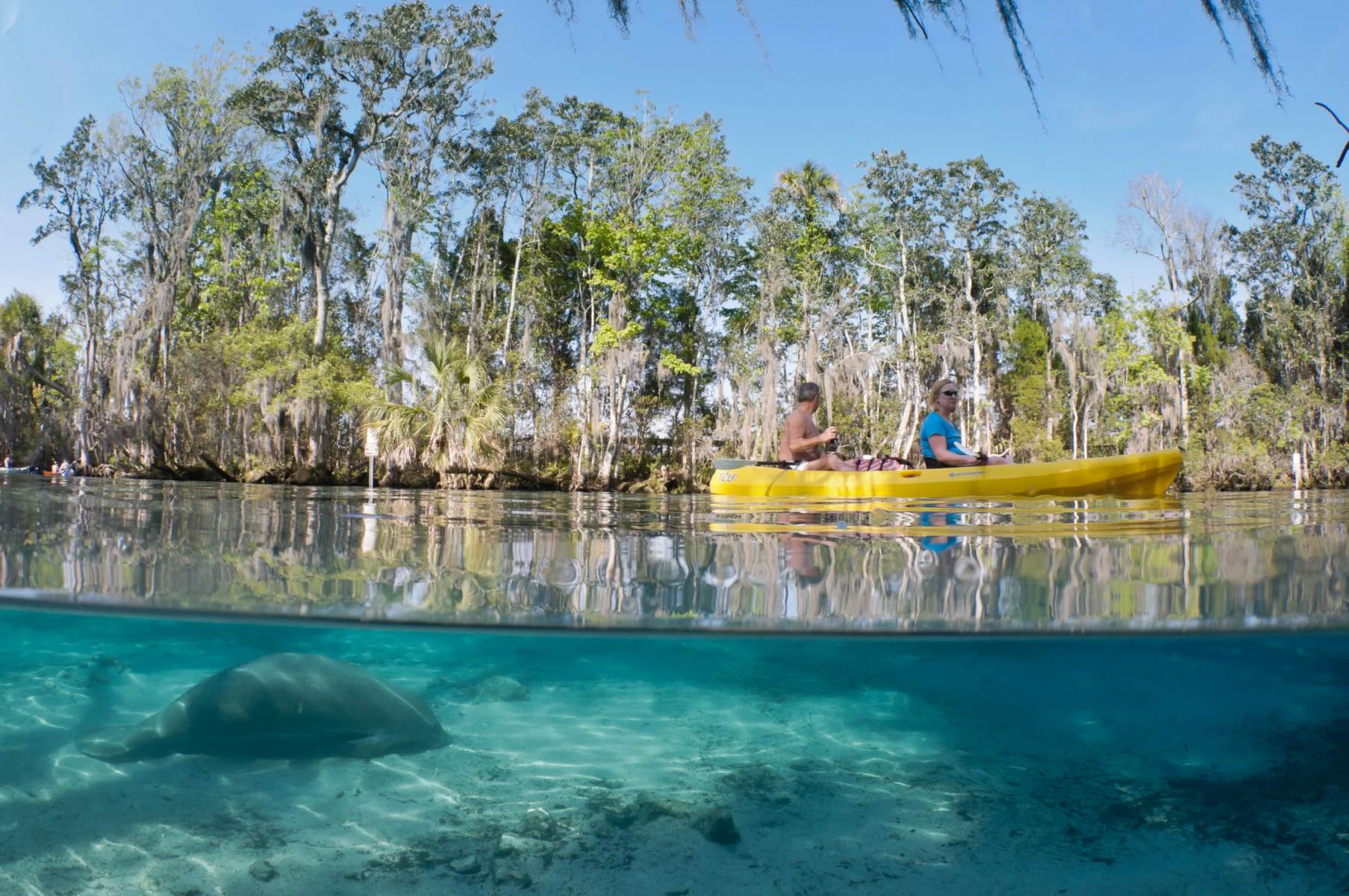 Homosassa - Is It Better Than The Crystal River? | TouristSecrets