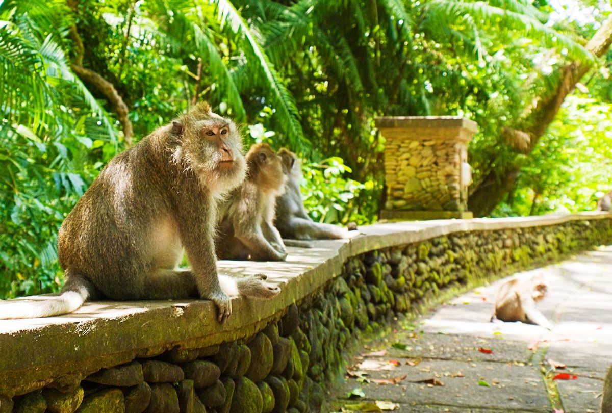 How To Visit Ubud Monkey Forest In Bali | TouristSecrets