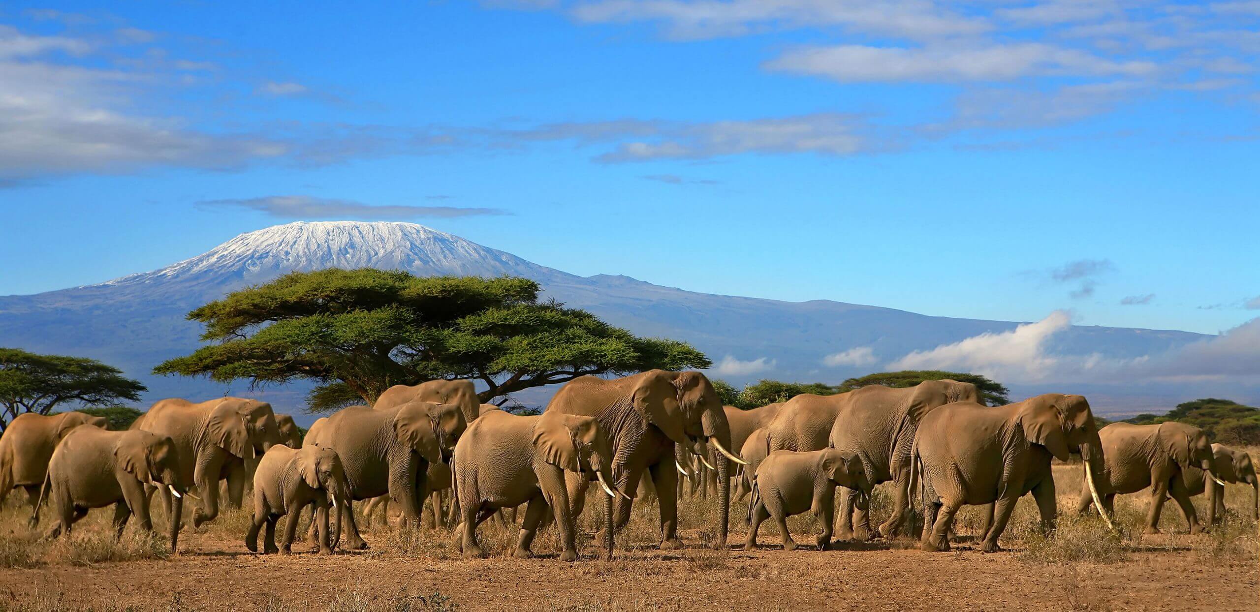 Kilimanjaro Trekking: A Healing Experience On Africa's Highest Mountain ...