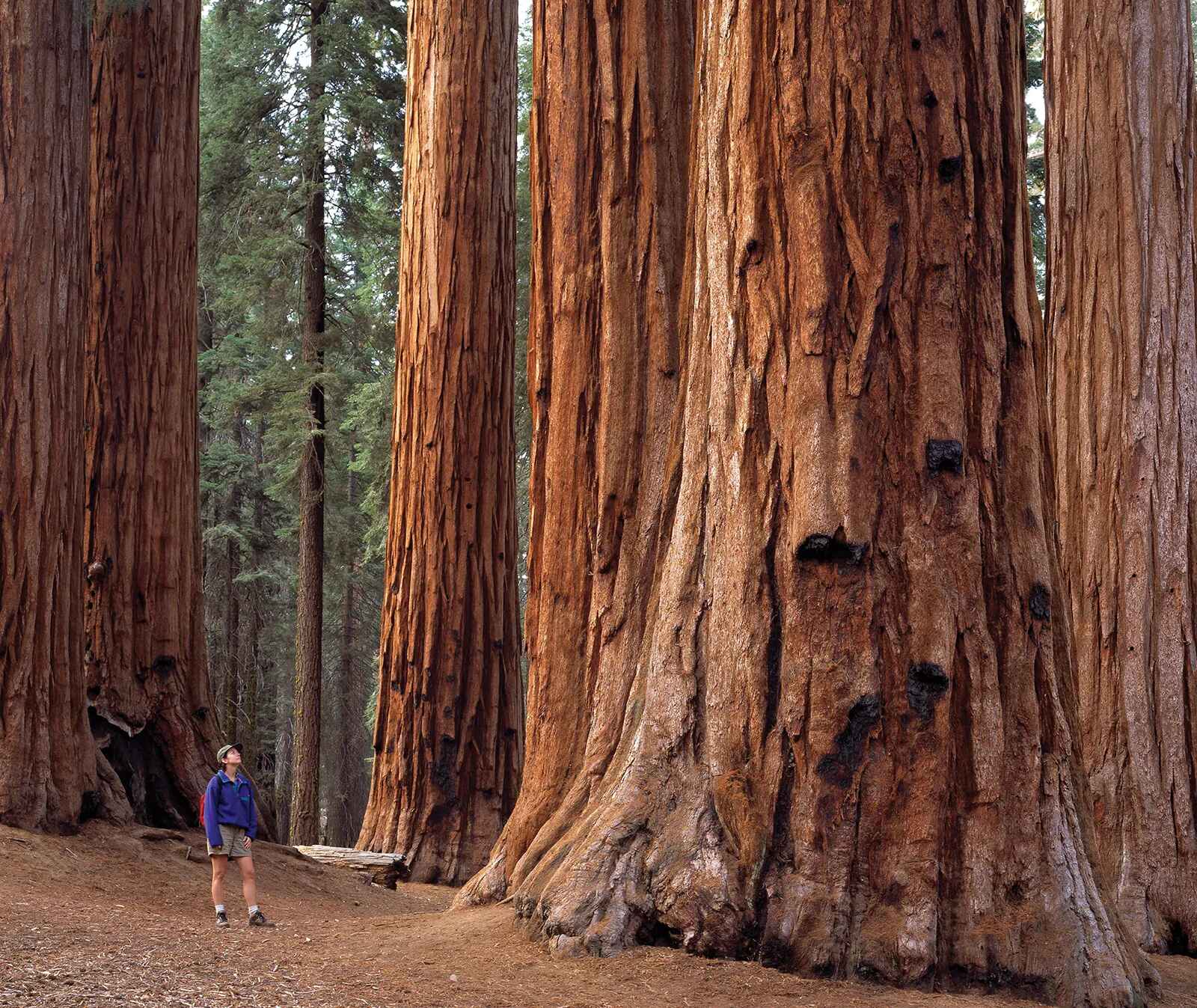 One Day In Sequoia National Park: The Perfect Itinerary (Epic ...