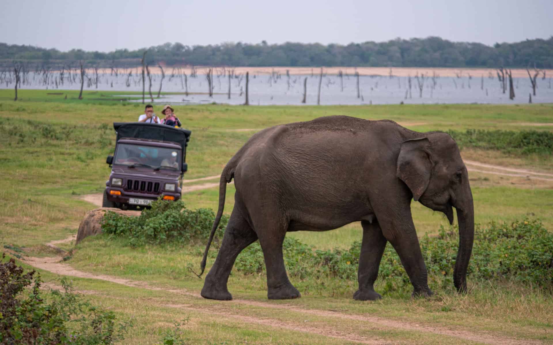 Safari In Sri Lanka: Minneriya National Park 